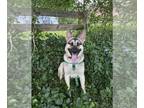 German Shepherd Dog DOG FOR ADOPTION RGADN-1299601 - Parker - German Shepherd