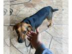 Beagle DOG FOR ADOPTION RGADN-1299603 - Vinny II - Beagle Dog For Adoption