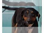 Bull Terrier-Doberman Pinscher Mix DOG FOR ADOPTION RGADN-1299604 - Marion's