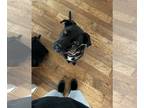Border Collie Mix DOG FOR ADOPTION RGADN-1299613 - Maisie - Black Labrador