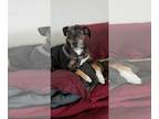 Catahoula Leopard Dog DOG FOR ADOPTION RGADN-1299614 - MAX (COURTESY POST) -