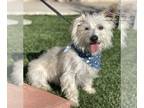 Cairn Terrier Mix DOG FOR ADOPTION RGADN-1299631 - Archie - West Highland White