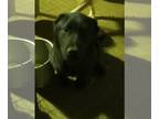 German Shepherd Dog Mix DOG FOR ADOPTION RGADN-1299639 - Ace - German Shepherd