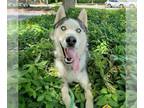 Siberian Husky DOG FOR ADOPTION RGADN-1299645 - *THUNDARR B - Siberian Husky