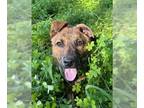 Labrador Retriever Mix DOG FOR ADOPTION RGADN-1299647 - KENZO - Labrador
