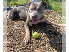 American Pit Bull Terrier DOG FOR ADOPTION RGADN-1299652 - ROCKY - Pit Bull
