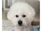 Bichon Frise DOG FOR ADOPTION RGADN-1299654 - Love - Bichon Frise Dog For