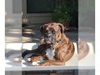 Boxer DOG FOR ADOPTION RGADN-1299658 - Ross aka Tucker - Boxer Dog For Adoption