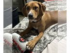 Labrador Retriever DOG FOR ADOPTION RGADN-1299667 - Eliza - Labrador Retriever /