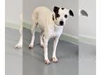 Carolina Dog Mix DOG FOR ADOPTION RGADN-1299670 - Nova - Carolina Dog / Terrier