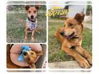 Labrador Retriever Mix DOG FOR ADOPTION RGADN-1299675 - JUNE - Labrador