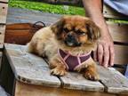 Adopt Ruby Roo a Pekingese