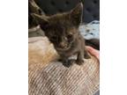 Adopt Peanut a Domestic Short Hair, British Shorthair