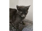 Adopt Lucy Lulu a Domestic Short Hair, British Shorthair