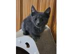 Adopt Violet May a Domestic Short Hair, British Shorthair