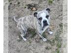 Boxer Mix DOG FOR ADOPTION RGADN-1299702 - EMMY - Boxer / Mixed (short coat) Dog