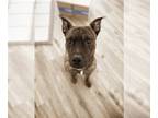 American Staffordshire Terrier-Catahoula Leopard Dog Mix DOG FOR ADOPTION