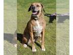 Catahoula Leopard Dog Mix DOG FOR ADOPTION RGADN-1299704 - Latte - Catahoula