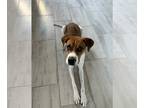 Bullboxer Pit DOG FOR ADOPTION RGADN-1299705 - HAKU #2 - Boxer / Pit Bull