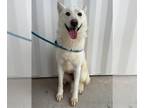 Siberian Husky DOG FOR ADOPTION RGADN-1299713 - LADY - Siberian Husky (medium