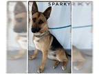 German Shepherd Dog DOG FOR ADOPTION RGADN-1299715 - SPARKY - German Shepherd
