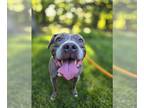 American Pit Bull Terrier Mix DOG FOR ADOPTION RGADN-1299718 - Smoochie - Pit