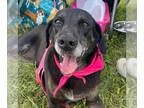 Labbe DOG FOR ADOPTION RGADN-1299720 - Lillie Blackstone: Not At shelter