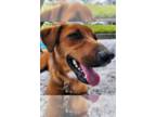 Catahoula Leopard Dog Mix DOG FOR ADOPTION RGADN-1299721 - Josie - Catahoula