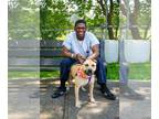 American Pit Bull Terrier Mix DOG FOR ADOPTION RGADN-1299725 - Val - American