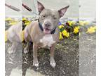 American Pit Bull Terrier DOG FOR ADOPTION RGADN-1299727 - Drako - American Pit