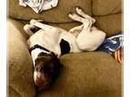 German Shorthaired Pointer DOG FOR ADOPTION RGADN-1299732 - Gideon - German