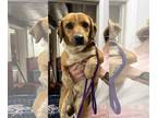 Beagle Mix DOG FOR ADOPTION RGADN-1299734 - Sassy - Beagle / Mixed (medium coat)