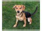 Beagle Mix DOG FOR ADOPTION RGADN-1299739 - SOURDOUGH SAM - Beagle / Mixed