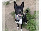 Collie Mix DOG FOR ADOPTION RGADN-1299754 - *BADGER - Collie / Mixed (medium