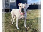 Boxer DOG FOR ADOPTION RGADN-1299772 - Cheyenne - Boxer (short coat) Dog For