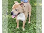 American Staffordshire Terrier Mix DOG FOR ADOPTION RGADN-1299773 - Scooby Doo -