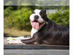 American Pit Bull Terrier DOG FOR ADOPTION RGADN-1299776 - Autumn - Pit Bull