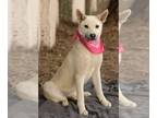 German Shepherd Dog-white german shepherd Mix DOG FOR ADOPTION RGADN-1299781 -