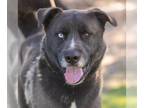 Siberian Husky Mix DOG FOR ADOPTION RGADN-1299788 - *NELSON - Siberian Husky /