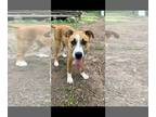 Collie Mix DOG FOR ADOPTION RGADN-1299789 - Avery - Collie / Shepherd / Mixed