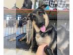 German Shepherd Dog DOG FOR ADOPTION RGADN-1299791 - Ghost - German Shepherd Dog