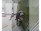 American Pit Bull Terrier Mix DOG FOR ADOPTION RGADN-1299796 - T'CHALLA - Pit