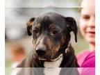 American Pit Bull Terrier-Treeing Walker Coonhound Mix DOG FOR ADOPTION