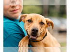 American Pit Bull Terrier Mix DOG FOR ADOPTION RGADN-1299812 - Mabel - Hound /