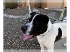 Chinese Shar-Pei Mix DOG FOR ADOPTION RGADN-1299821 - DARBY 4 - Shar Pei / Mixed