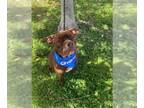 Labrador Retriever Mix DOG FOR ADOPTION RGADN-1299825 - Buddy *TRAINING CAMP