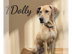 Great Dane DOG FOR ADOPTION RGADN-1299831 - Dolly - Great Dane / Labrador