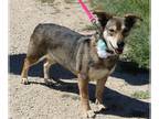Dorgi DOG FOR ADOPTION RGADN-1299837 - Daisey - Dachshund / Corgi / Mixed