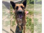 German Shepherd Dog DOG FOR ADOPTION RGADN-1299840 - KODI - German Shepherd Dog