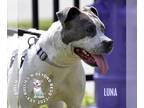 American Pit Bull Terrier Mix DOG FOR ADOPTION RGADN-1299848 - Luna - Pit Bull